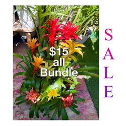 Plants Sale🌿10 bromeliads/1 tray of plants $15 all)