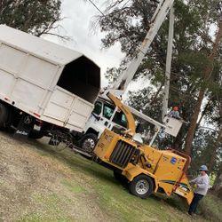 Removals Or Tree Trimming -dangerous Trees 