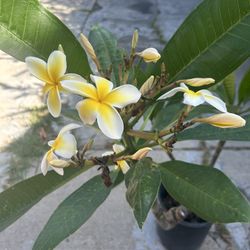Yellow Plomeria 