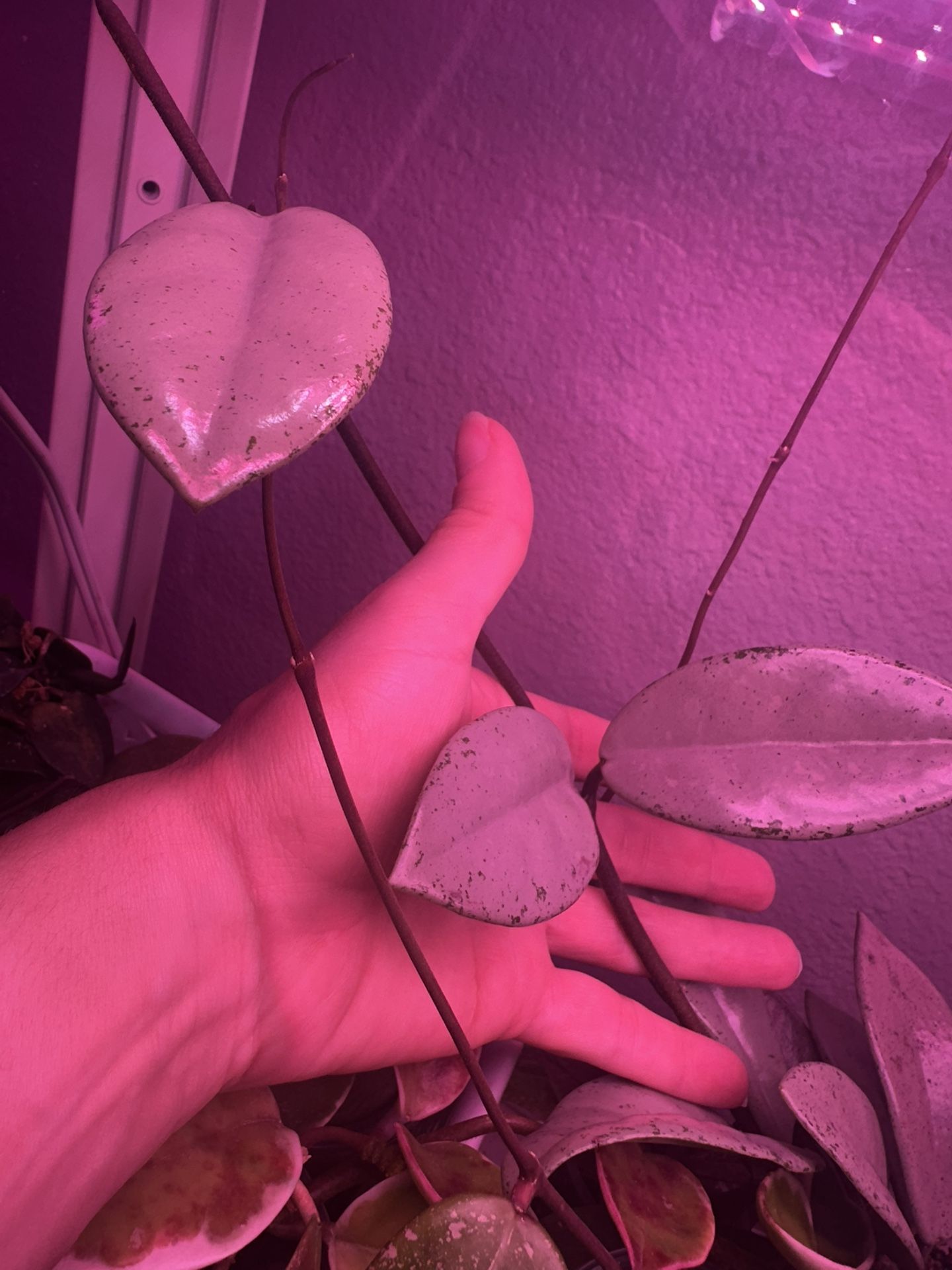 Hiya Wilbur Graves (silver) 2 Node , 3 Leaf Cutting