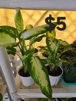 Dieffenbachia
