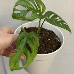 Monstera Adansoni 