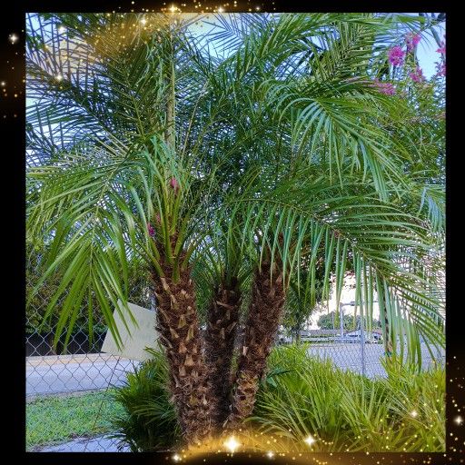 Triple Robellini Palm π΄π΄$150 25gl