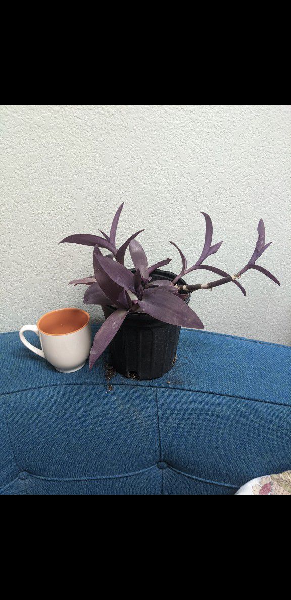 Purple heart plant