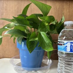 Pothos Plant 