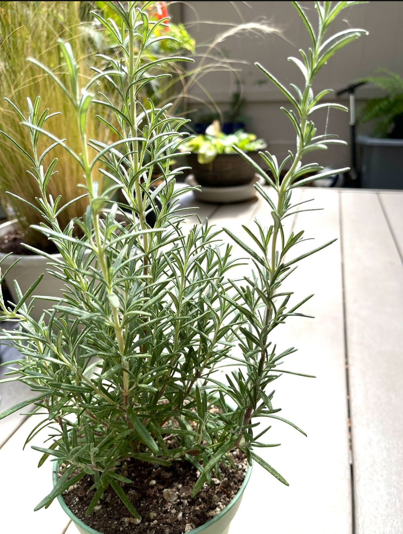 Organic Rosemary Fragrant Perennial Plant, Most Cold Hardy Shrub.