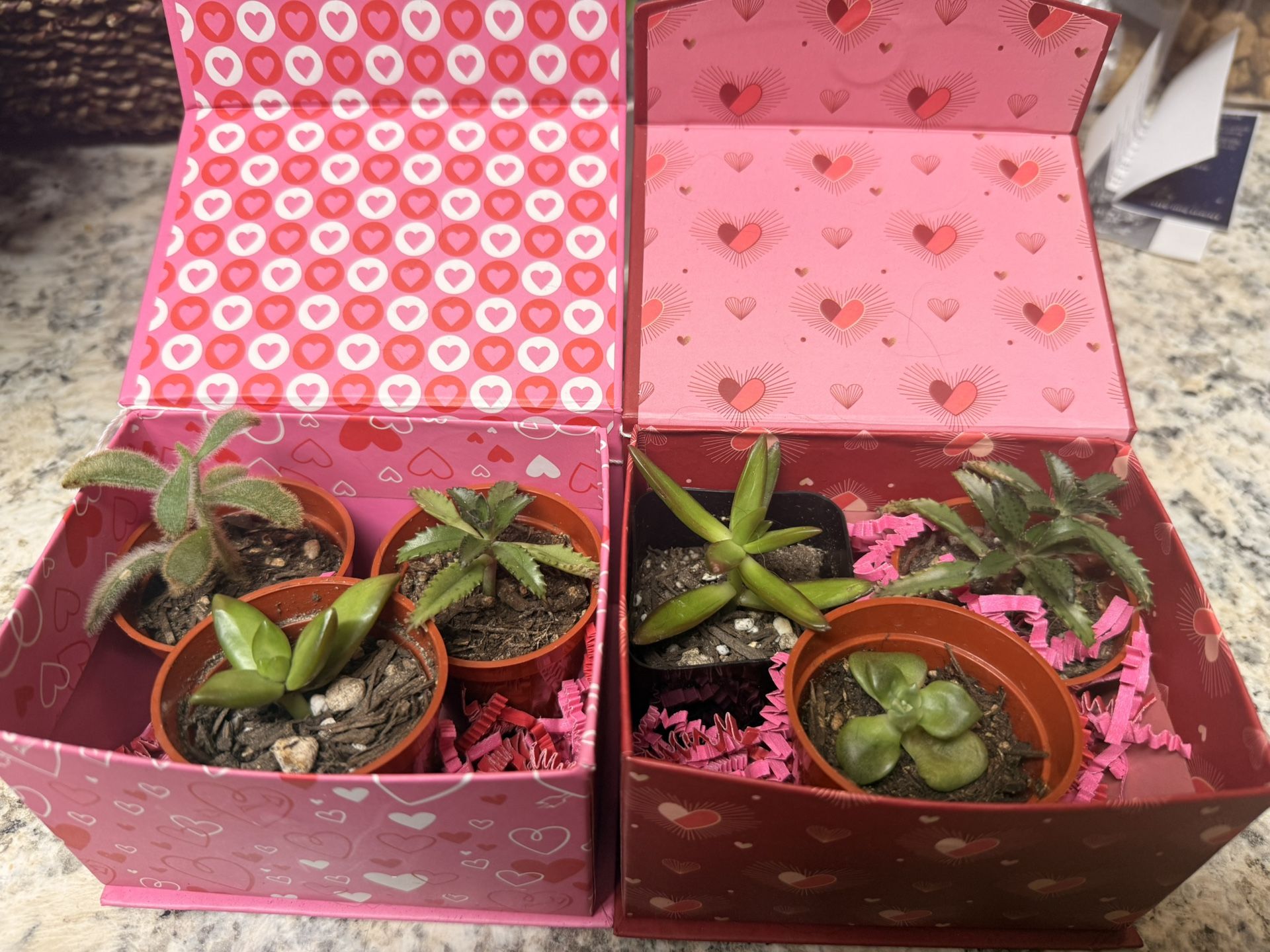 Succulents for Valentines Day