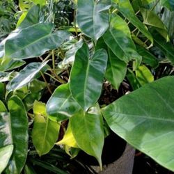 Supersized Philodendron Berle Marx Houseplant Landscape 🪴 