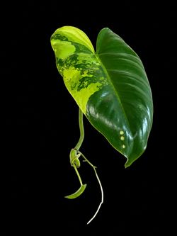 Variegated  Philodendron burle-marxii with Roots
