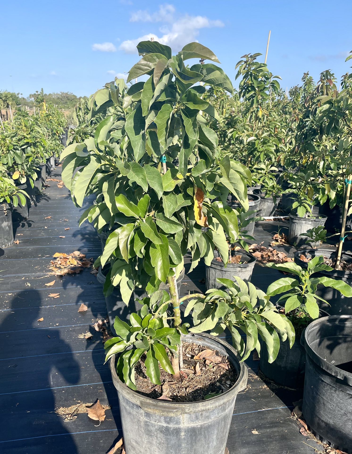 Mango 🥭 Tree