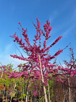 Redbud Tree