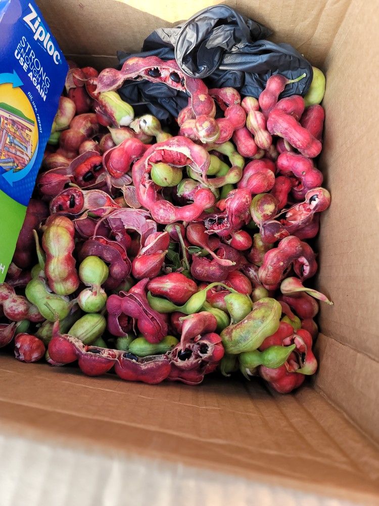 Guamuchiles