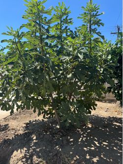 Free Mature Fig Tree