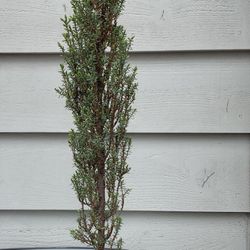 Bonsai Tree 17Inches