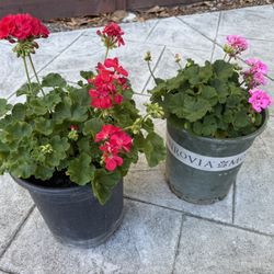 Potted blossom geranium plants