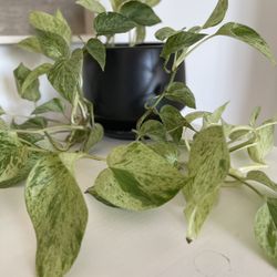 Potted N’joy Pothos Plant 