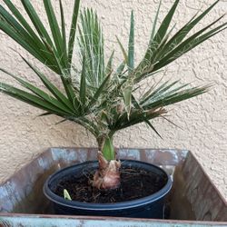 Mexican Fan Palm 