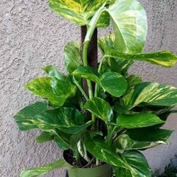 Mid Size Hawaiian Pothos on a Pole $90