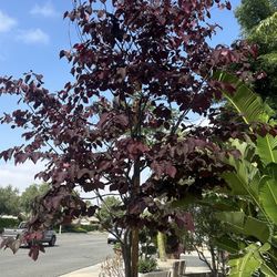 Cercis Redbud Porest Pansy Tree 36”box 