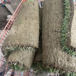 Grass Sod Rolls