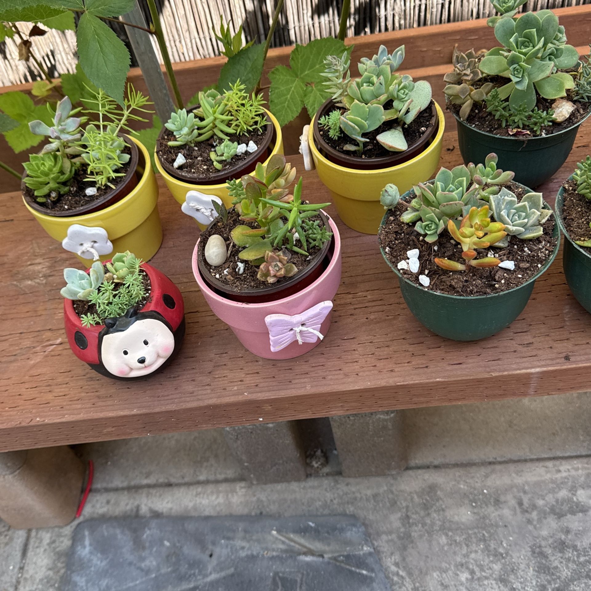 Succulents