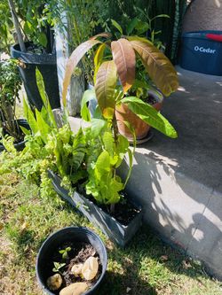 Árbol De Mango ( Mallica )Con Lengua De Suegra