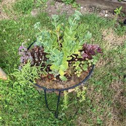 Succulent Arrangements