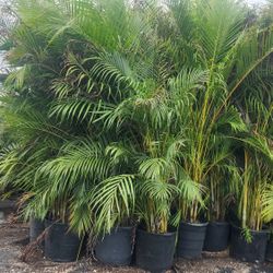 Spectacular Arecas Palms For Inmediate Privacy!!! About 9 Feet Tall Measurements Over The Pot!! Fertilized 