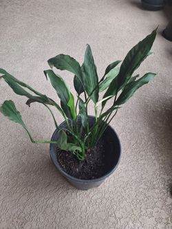 Potted Peace Lily (Spathiphyllum)