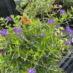 Mothers Day Plant Sale