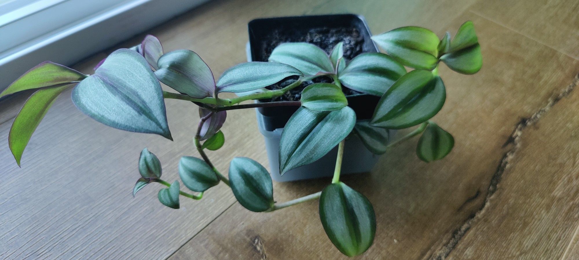 Tradescantia Zebrina - Silver Dust 