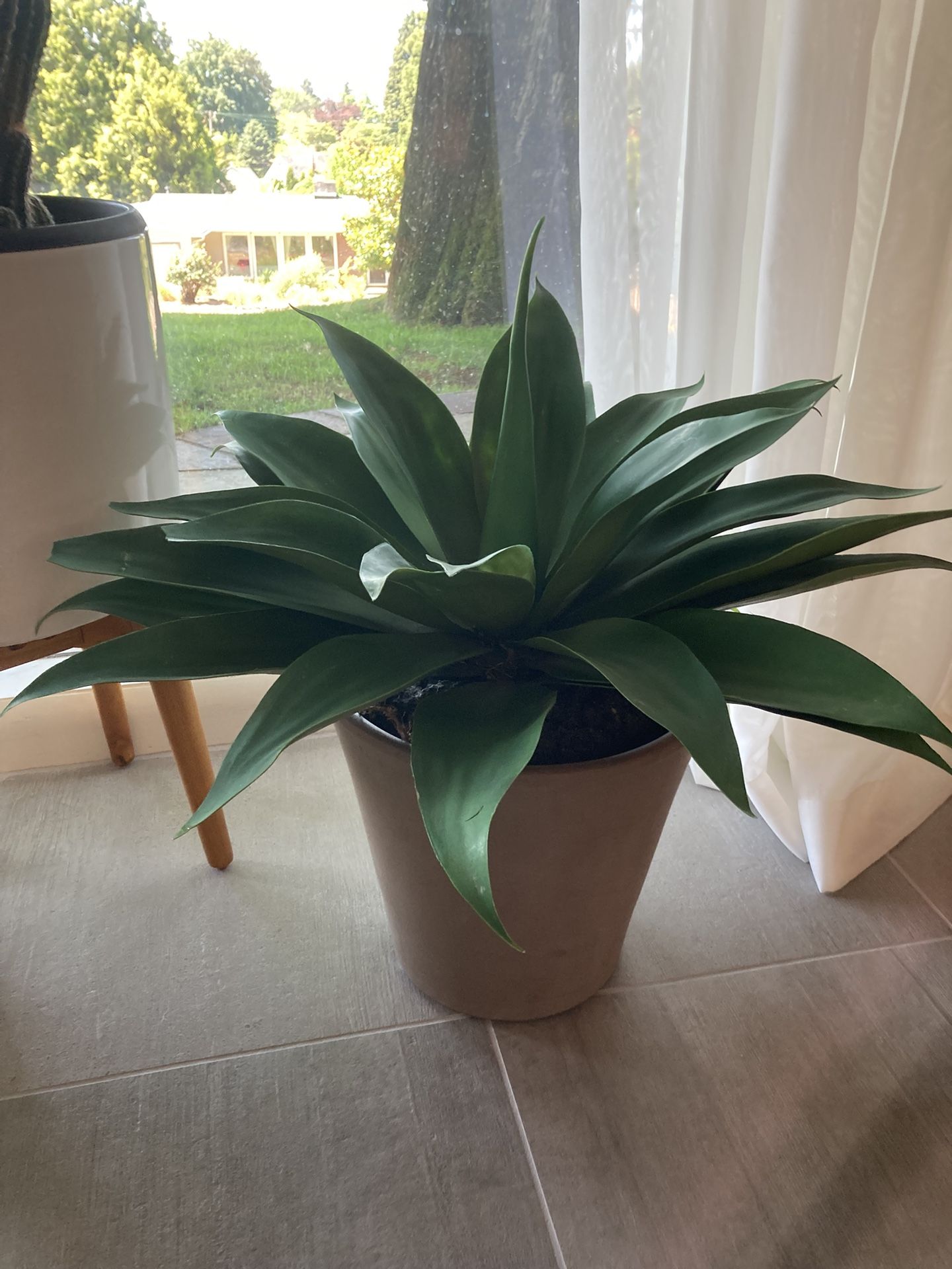 25” Wide Artificial Agave Succulent Plant