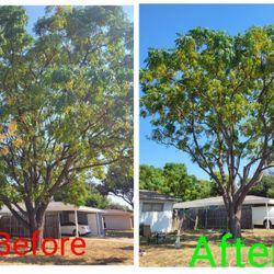 Tree Cutting & Triming 