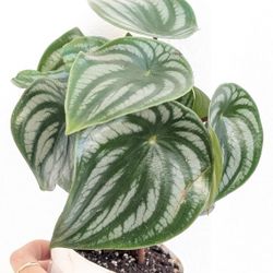 Pepperomia Watermelon Plant 4" Pot - Indoor House Plants 