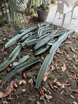 Pitallos Cactus Pitallo