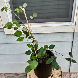 2 Gallon Potted Blackberries