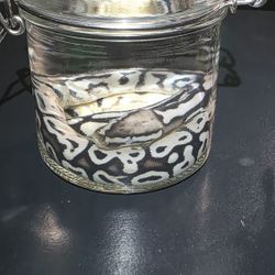 Ball Python Wet specimens. 2 available