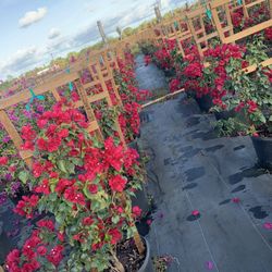 Bougainvillea  Red Trellis Flower 