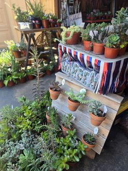 Healthy colorful succulents