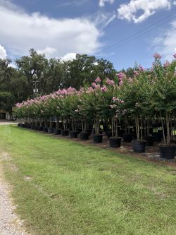 Crape Myrtle Light Pink 8-10Ft