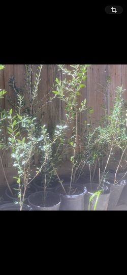 Olive trees, 2 foot tall $20 each Olive trees, 2 foot tall $20 each