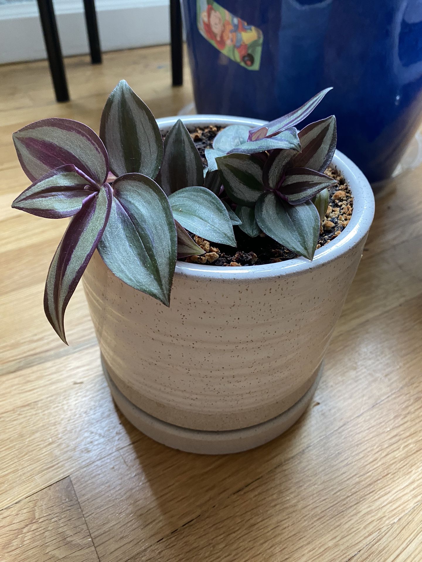 Silver Inch Plant