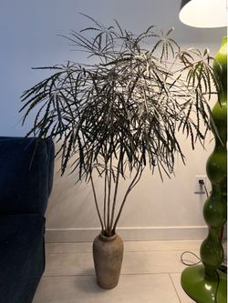 Aralia in ceramic pot