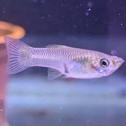 Female Guppy fish aquarium fishtank