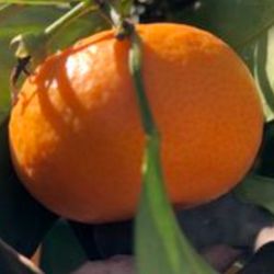 Tangerines Limes And Lemons