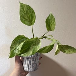 Marble Queen Pothos – Healthy & Rooted in Decorative Pot