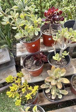 Variety Of Succulents Plants