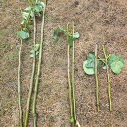 Fig tree big cuttings Desert King - read description!