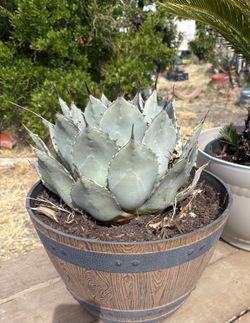 Perry Agave- Artichoke