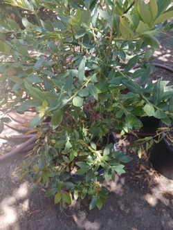 ASSORTED CITRUS TREES